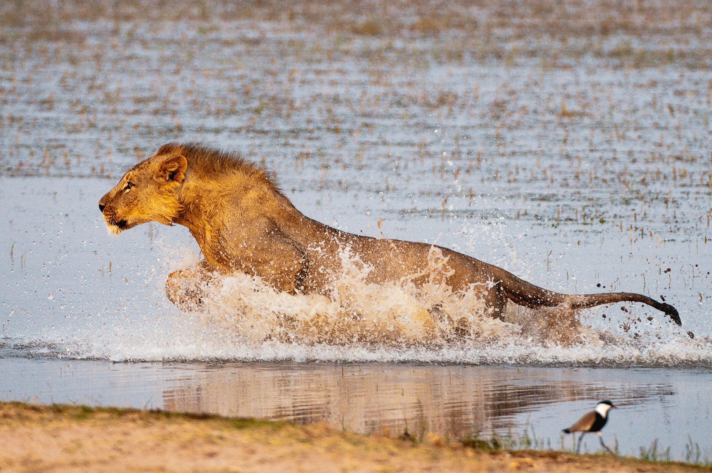 Kenya Essence Of Continent photo 2
