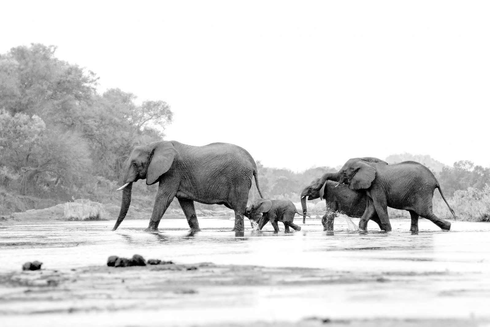 Visit Londolozi photo 3