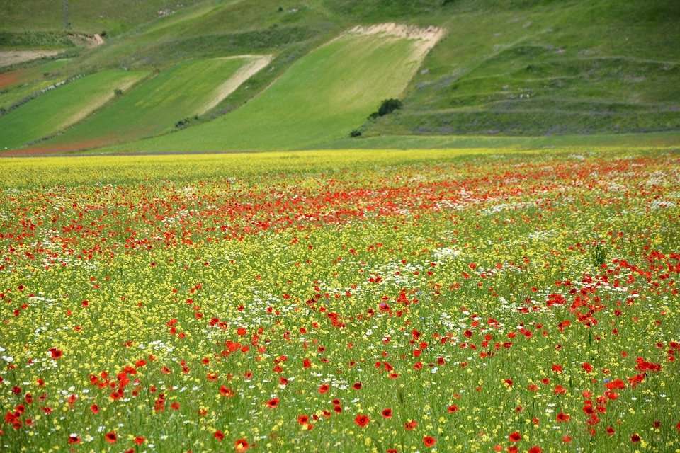 Italy Cooking Vacations In Norcia Umbria photo 2
