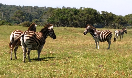 Volunteer In South Africa Big Cats Wildlife Conservation Teaching photo 2