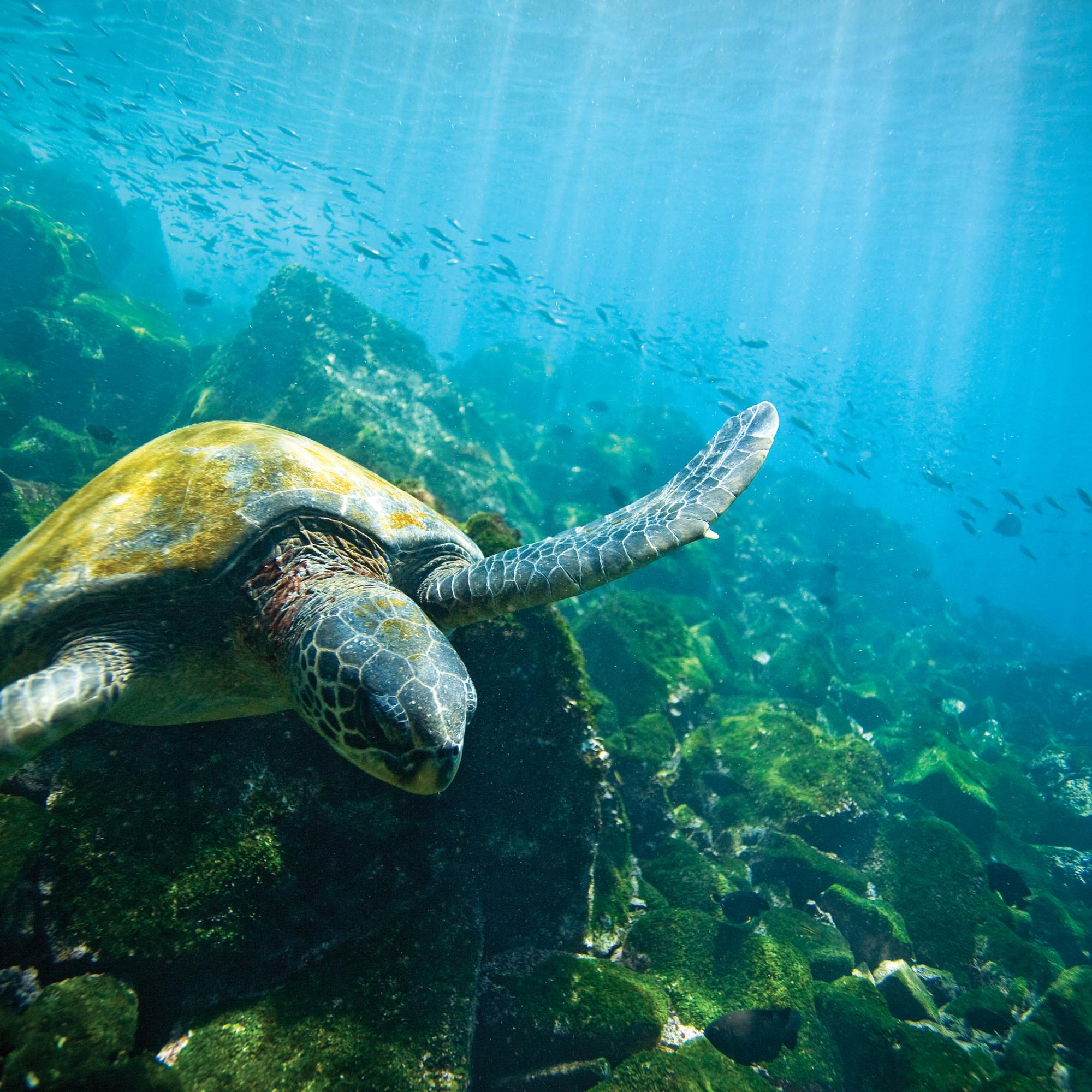 Galápagos Escape photo 3