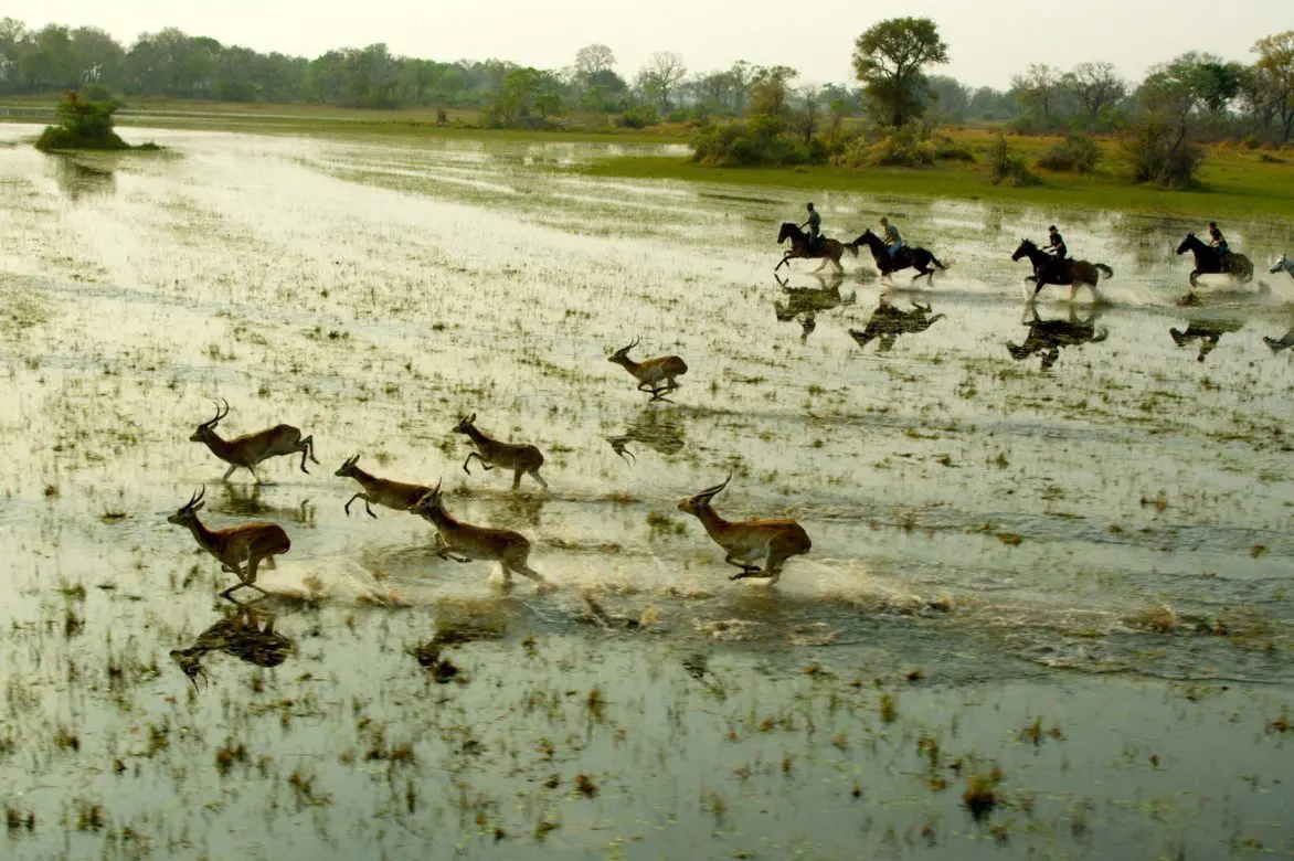 Okavango Safari photo 3
