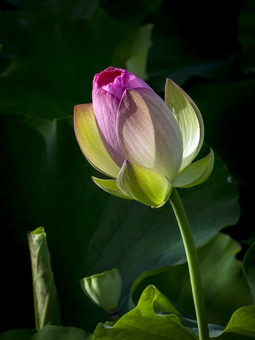 The Music Of Mindfulness An Eclectic Concert In Celebration Of Zen Master Thich Nhat Hanh photo 142