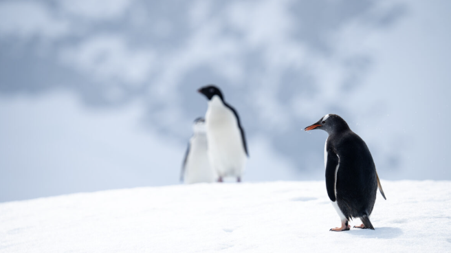 Adventure to Antarctica photo 2