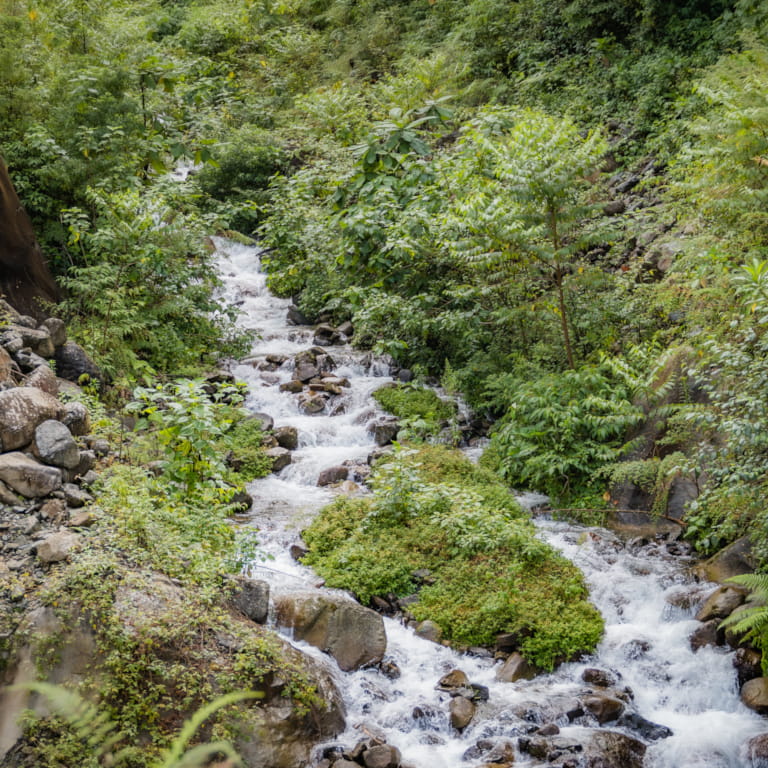 Forest Sound Bathing photo 1