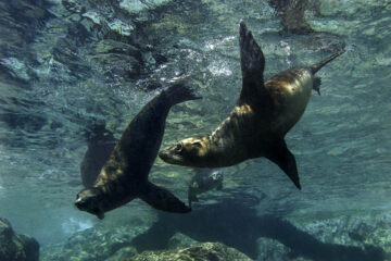 Sea Of Cortez Sampler photo 3