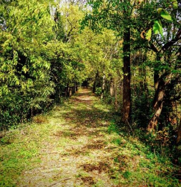 Nature Forest Therapy November 27 2026 900am 1200pm photo 2
