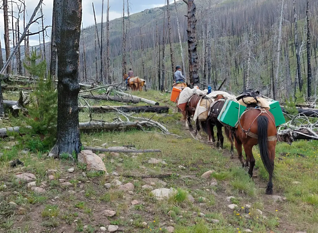 Bitterroot Cow Camp photo 1