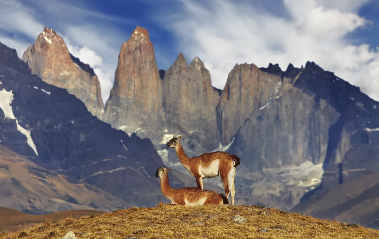 Patagonia Wildlife Safari photo 3