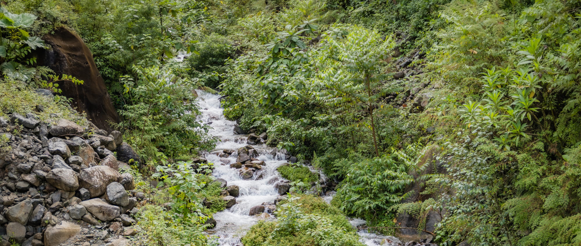 Forest Sound Bathing photo 2