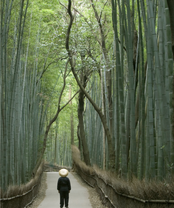 BraveAdventure: Japan photo 4