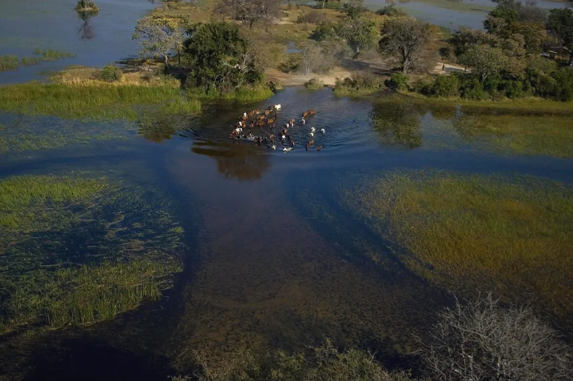 Okavango Safari photo 2